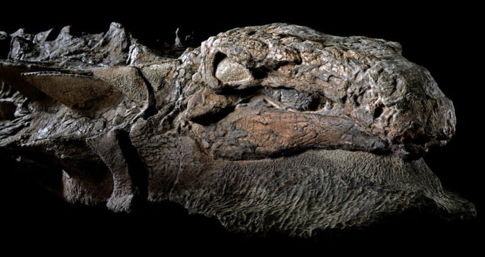 mummy fossil