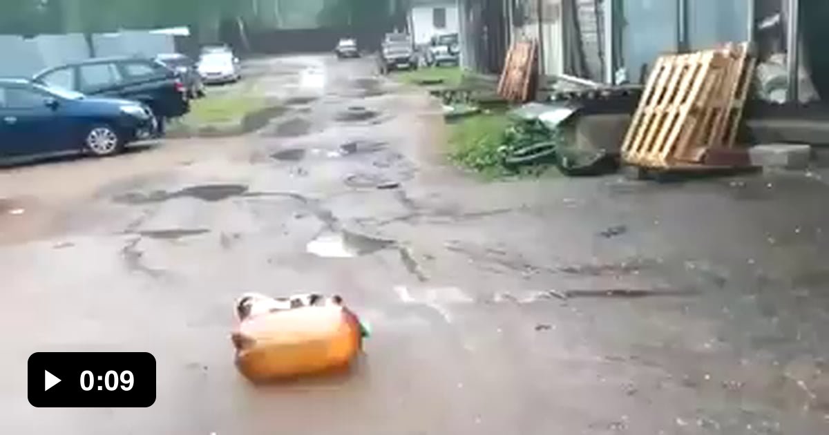 Мем где собака взорвала кегу