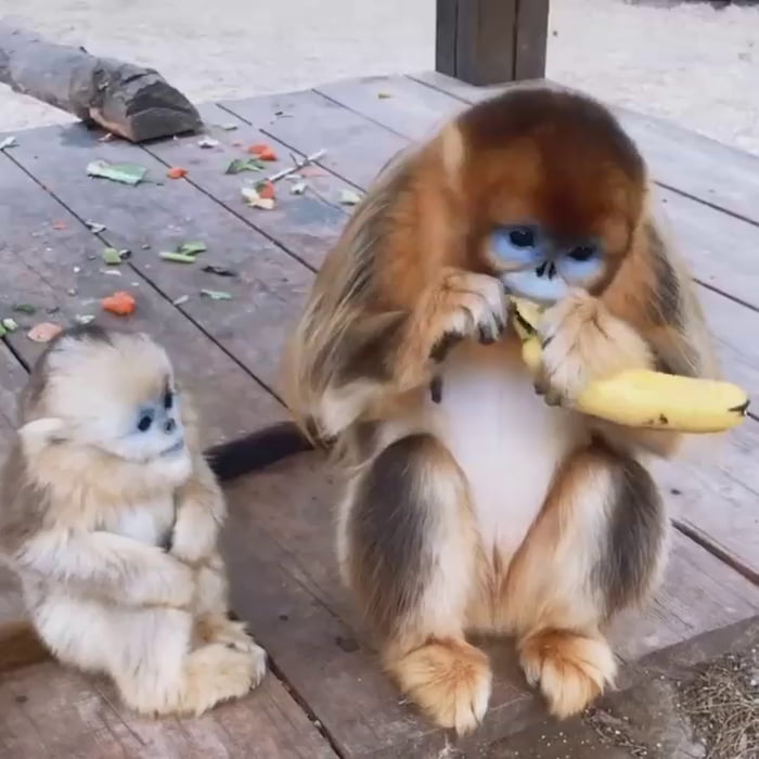 golden snub nosed monkey stuffed animal