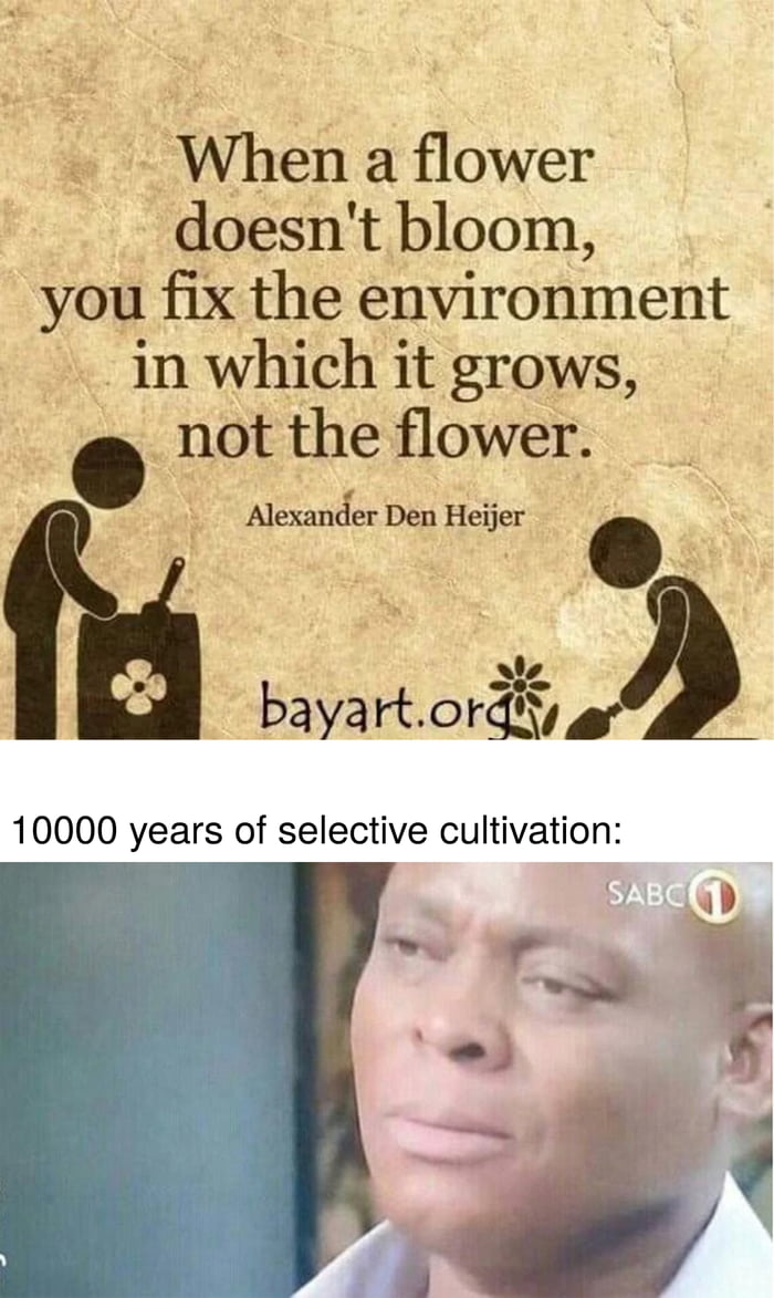 Cabbage, broccoli, cauliflower, kale, Brussels sprouts, collard greens