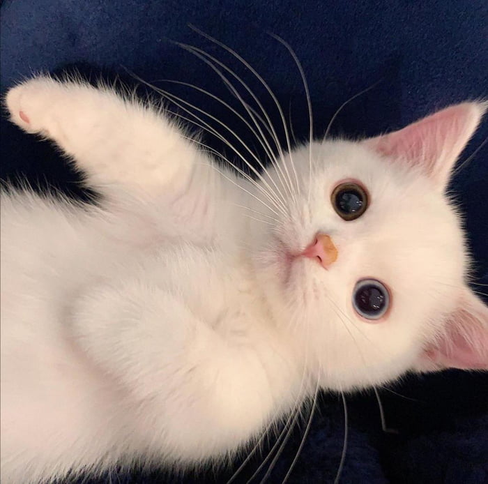 cute kitty eyes