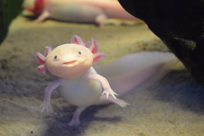 Baby Axolotl Are So Cute 9gag
