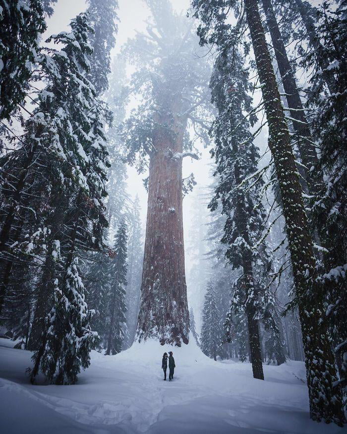 Humans Compared To Majestic Sequoias. Giant Sequoias Are The Biggest ...