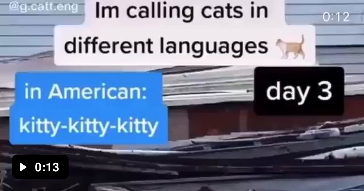 How to call a cat