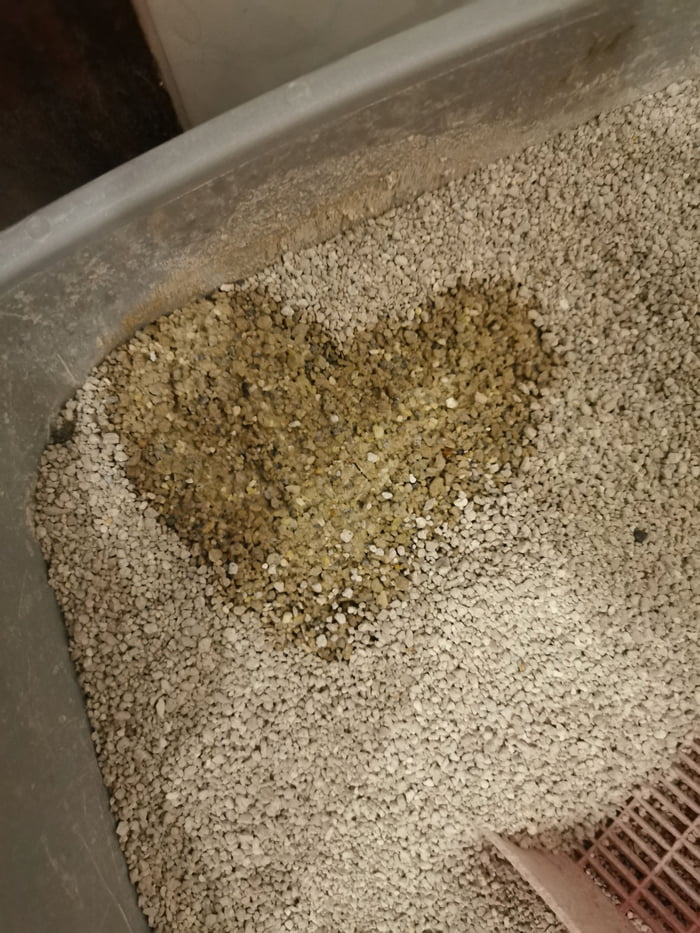 Why Is My Cat Trying To Eat Kitty Litter
