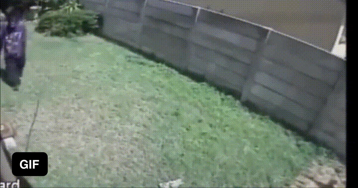 Dog Chases Burglar Away 9GAG