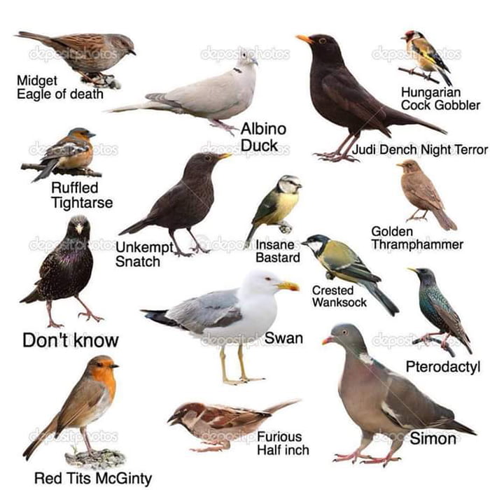 Bird Identification Chart