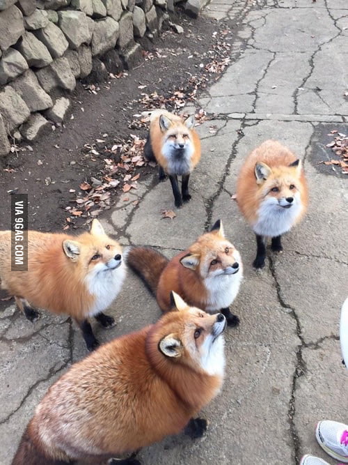 If you haven't seen fat foxes... 9GAG