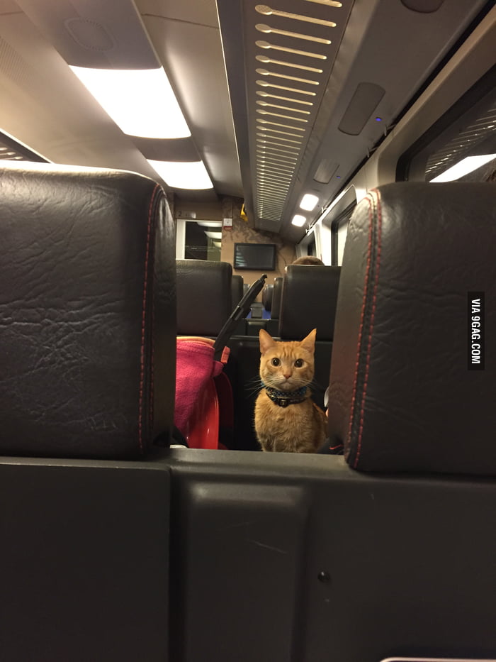 Just a cat taking the train. 9GAG