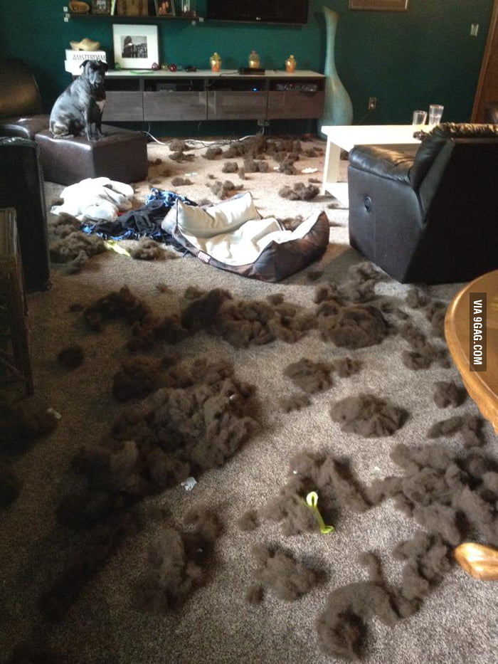The dog probably doesn't like his new bed. 9GAG