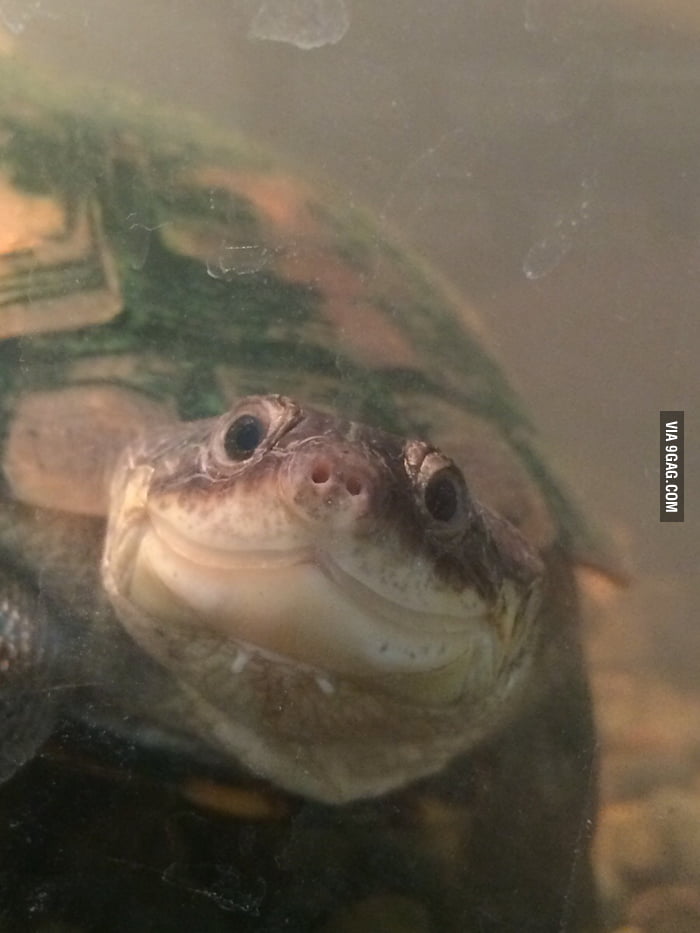 Sheldon the photogenic turtle - 9GAG