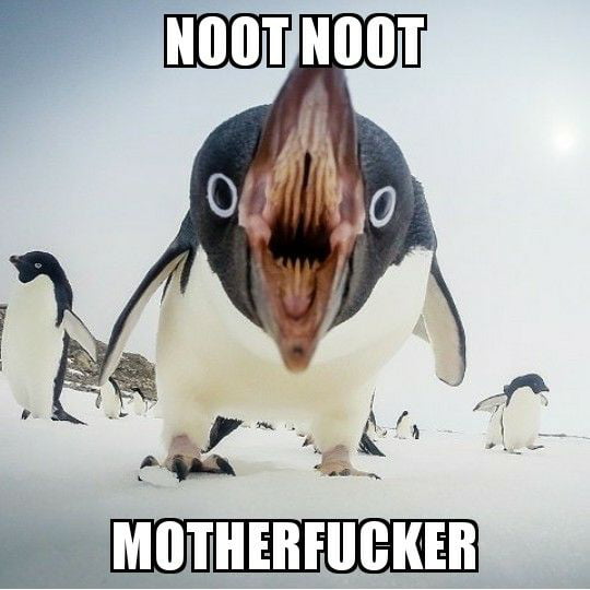 noot noot motherf