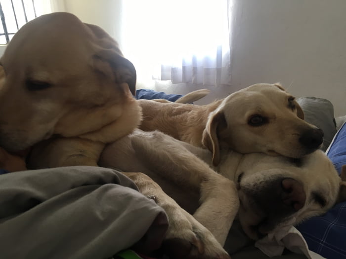 This is what I wake up to every single morning 😍 9GAG