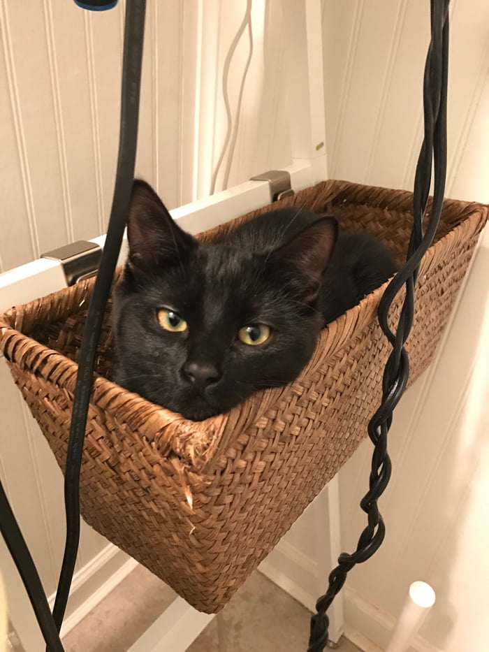 My cat watches me shower every night 9GAG