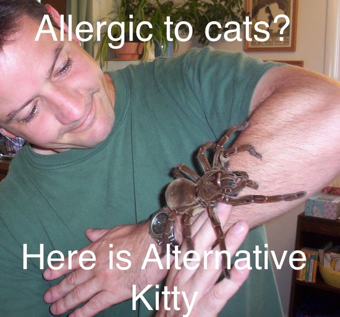 for-those-allergic-to-cats-but-want-one-there-is-an-alternative-9gag