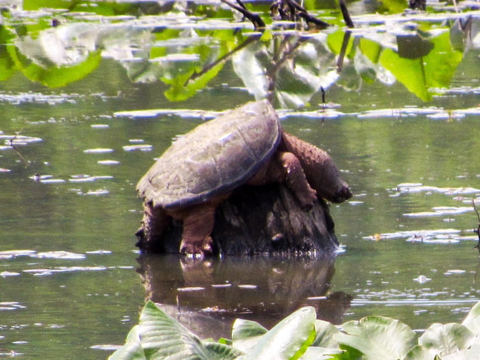 Giant lazy ass snapping turtle! - 9GAG