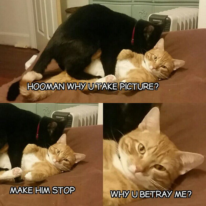 The look of betrayal - 9GAG
