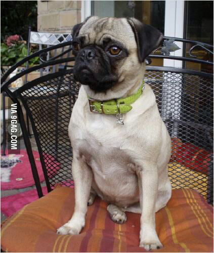 This breed is called Retro pug. A pug which can breathe! But I still ...