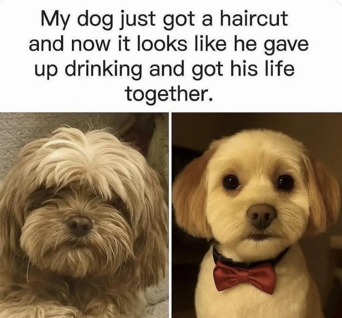 Now he has this reproachful look. - 9GAG