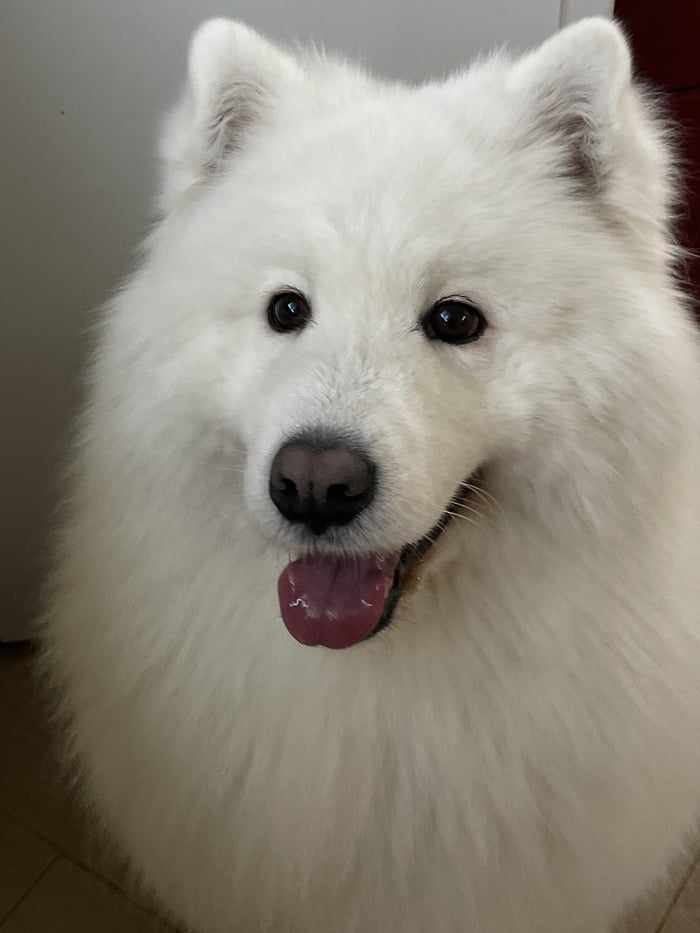 Samoyed - 9GAG