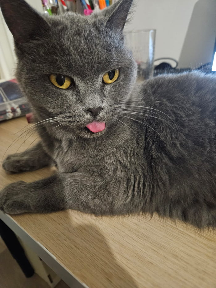 My cat happy to see you - 9GAG