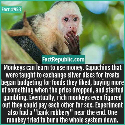 Capuchins are smart! - 9GAG