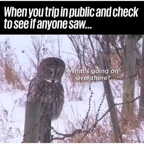 Owl see you later - 9GAG