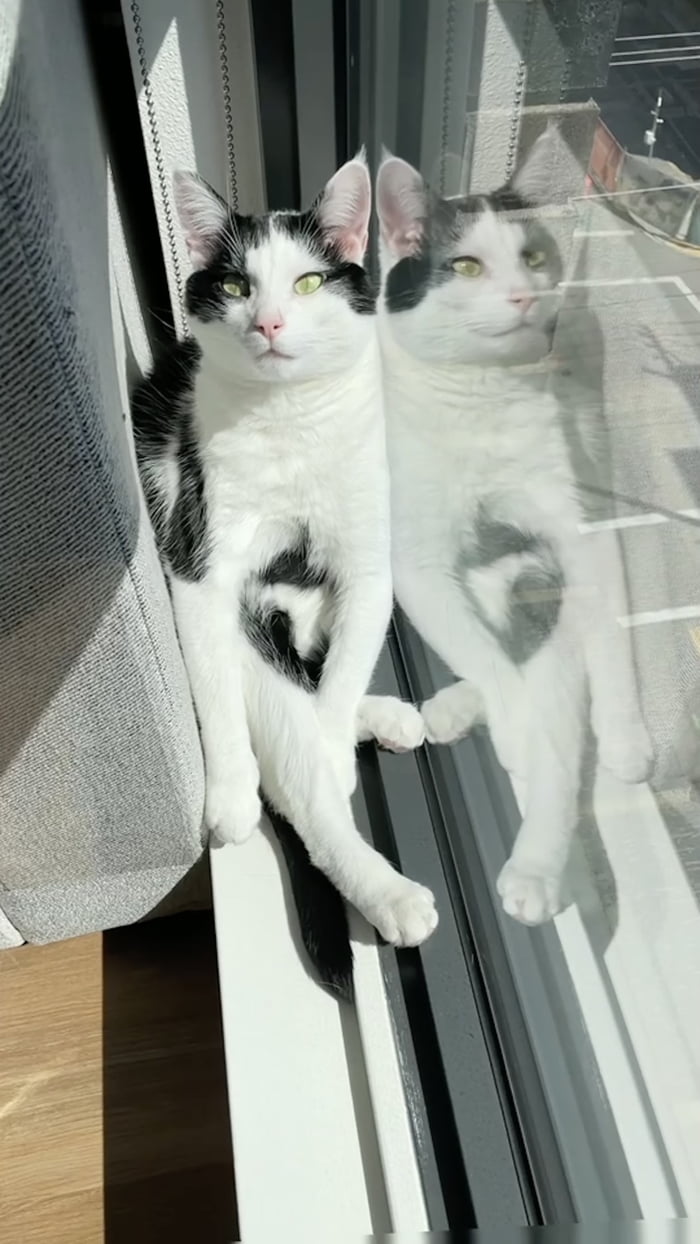 Liquid cat wants some sun (his window twin agrees). - 9GAG