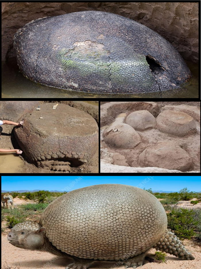 10 000 Years Ago The Furry Tortoise Like Ancestors Of Armadillos