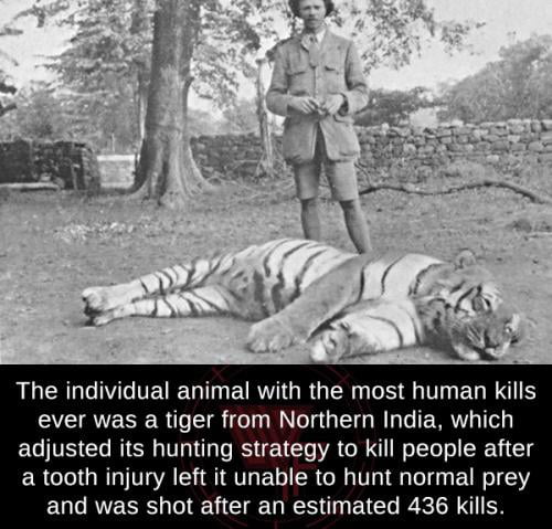 Champawat Tiger responsible for an estimated 436 deaths - 9GAG