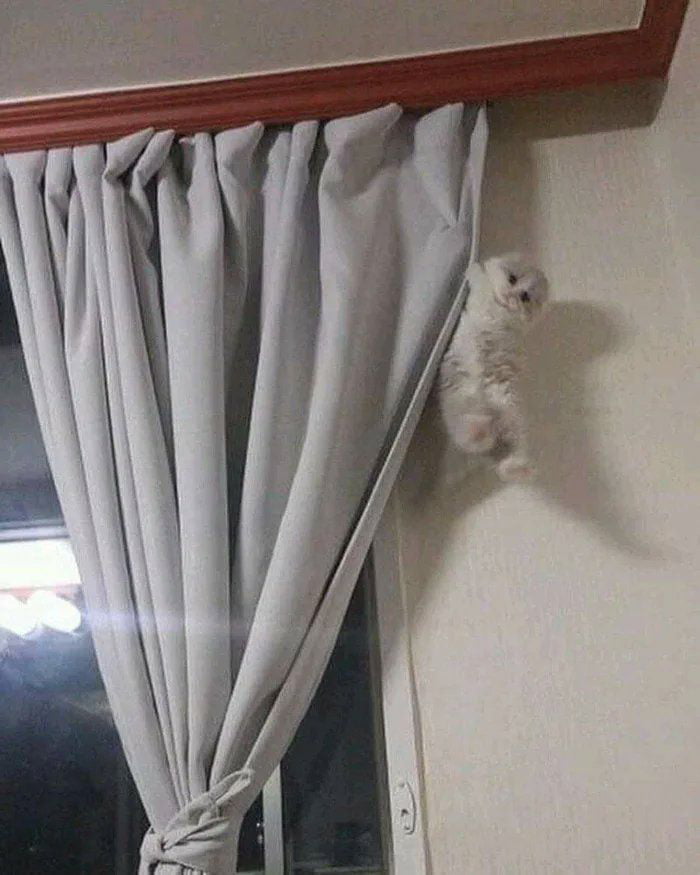 Держусь мем с котом