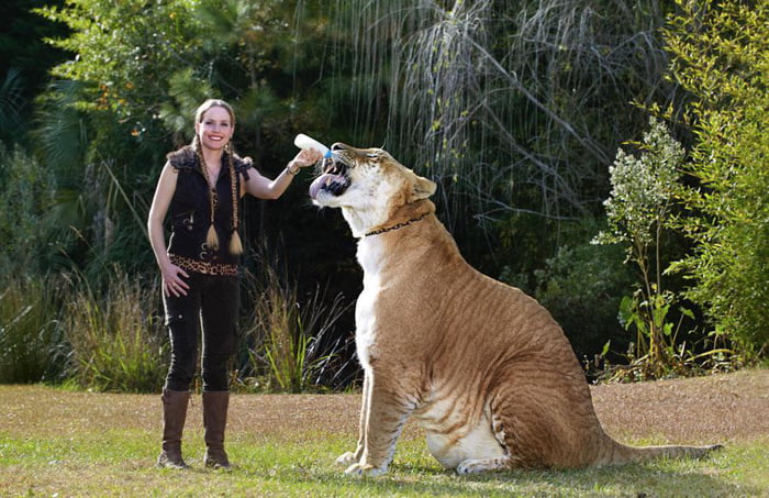 the-size-of-this-liger-9gag