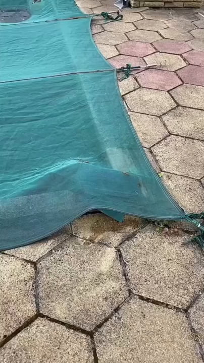 algae infested pool