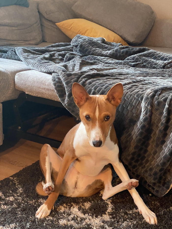 Floki, CEO of weird sitting positions! - 9GAG