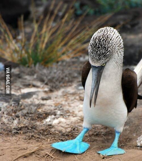 why-are-my-feet-blue-9gag