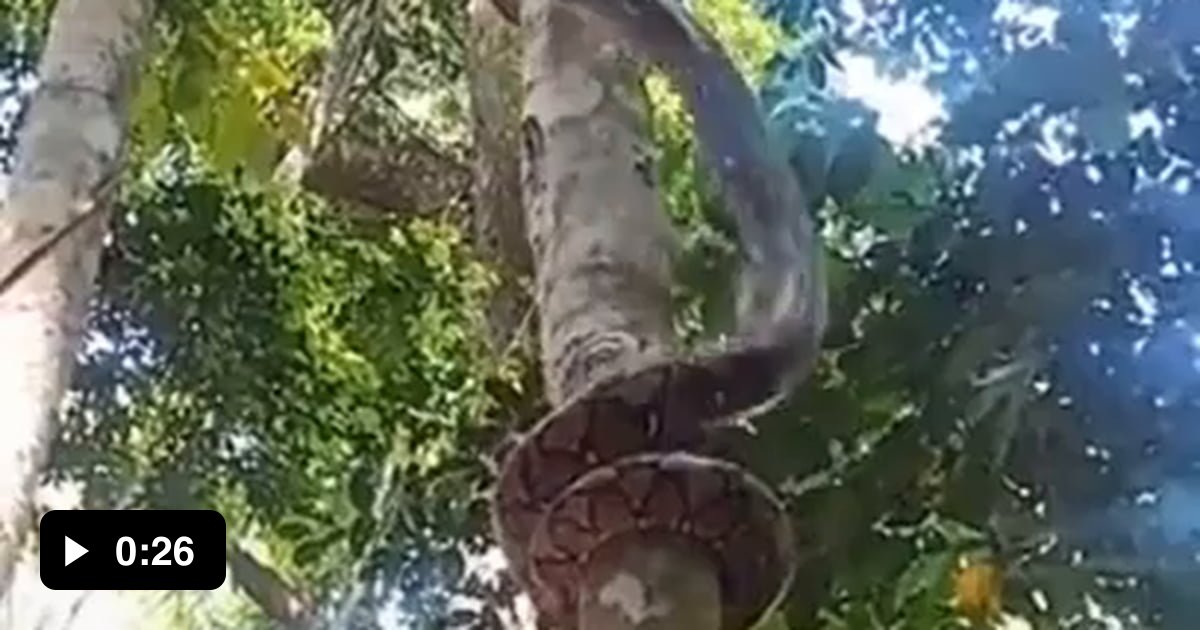 A reticulated python climbing a tree - 9GAG