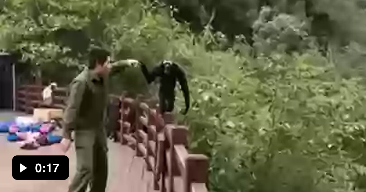 Return to monkey 9GAG