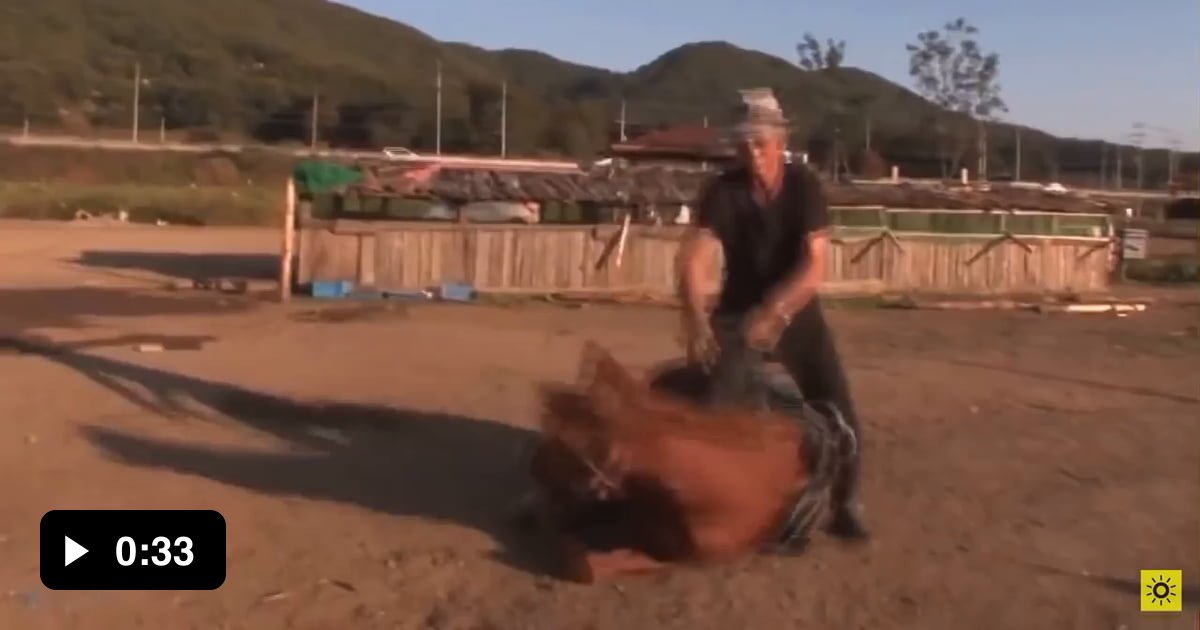 Horse plays dead if someone wants to ride it… 9GAG