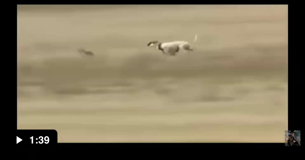 Bunny Vs Dogs ( feat Ozzy man ) 9GAG