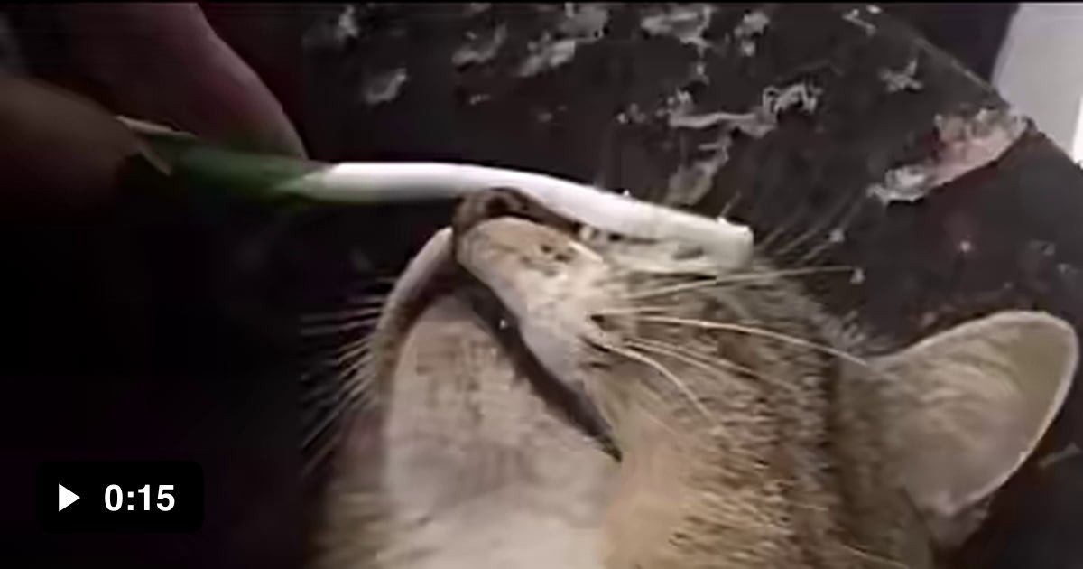 When you brush your cats head with a wet toothbrush it reminds them