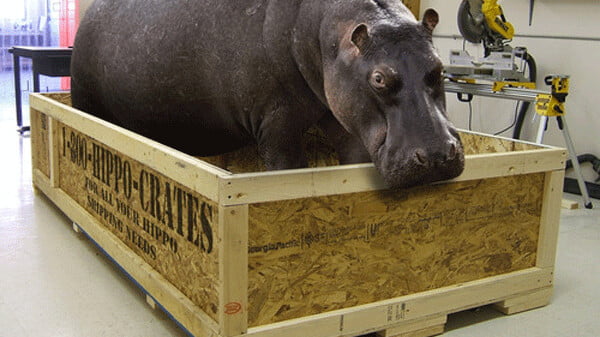 Do Doctors swear an oath on this? - 9GAG