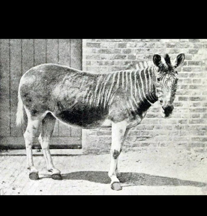 The One and only Quagga ever photographed in history. Went extinct in ...