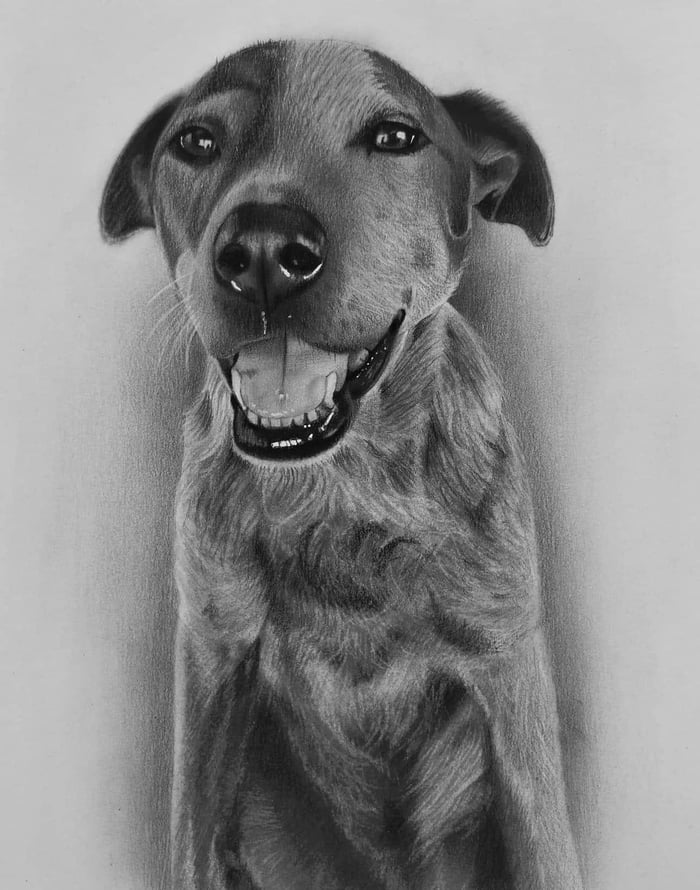 Pencil handmade portrait of dog commission pencil drawing - 9GAG