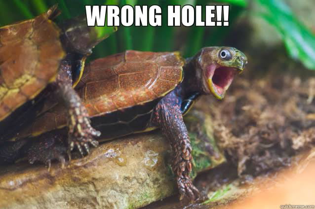 Turtle Tuesdays - 9GAG