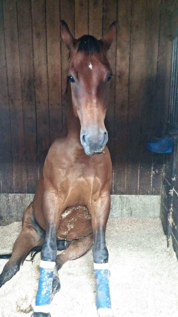 My horse sitting like a dog 9GAG