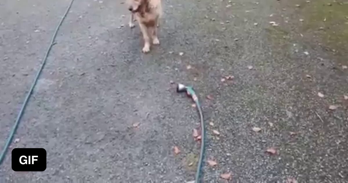 Impressive Dog Reflexes 9GAG