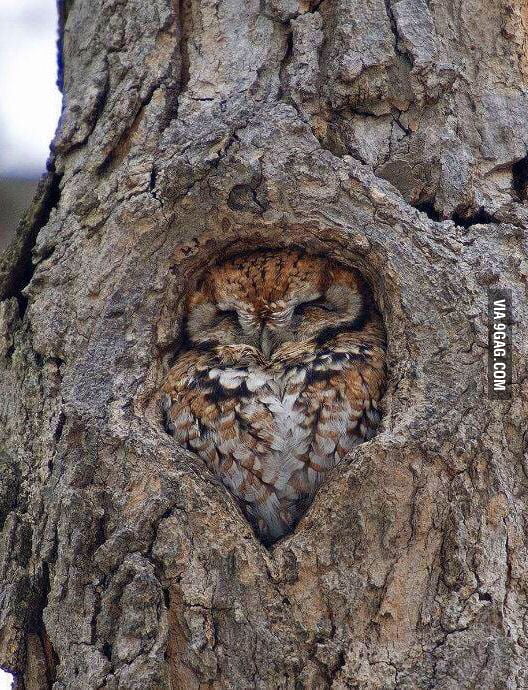 Oddly satisfying - 9GAG