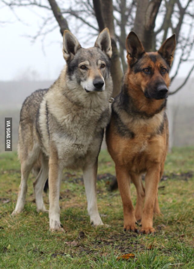 Czechoslovakian Wolfdog and German Shepherd - 9GAG