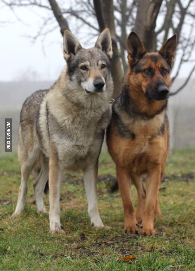 Download Czechoslovakian Wolfdog and German Shepherd - 9GAG