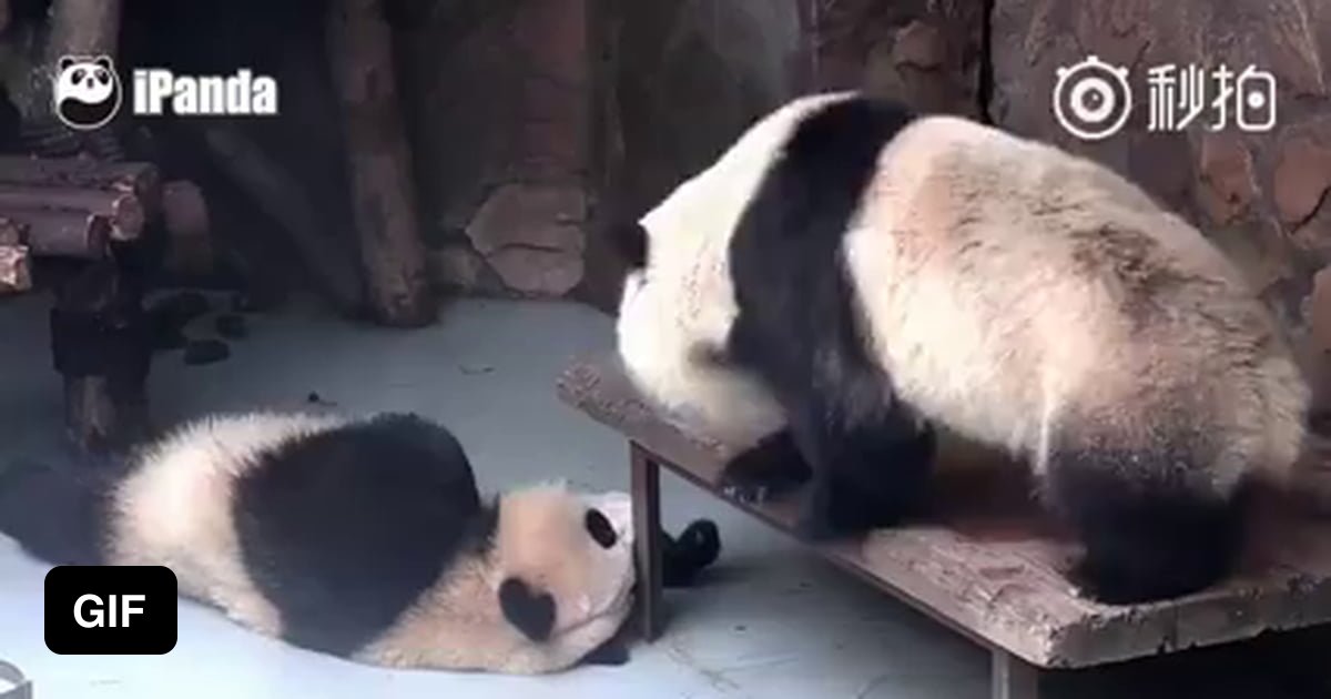 Pandas are weird - 9GAG